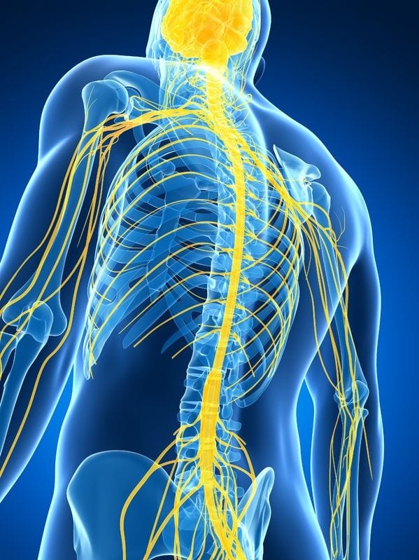spine chiropractor